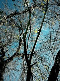 Low angle view of bare trees against blue sky