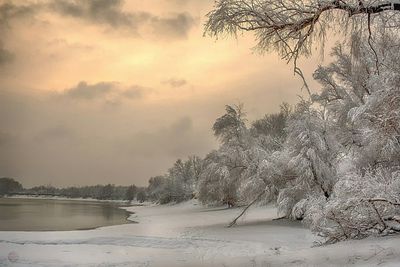 Trees on snow covered landscape against sky