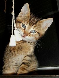 Close-up of cat