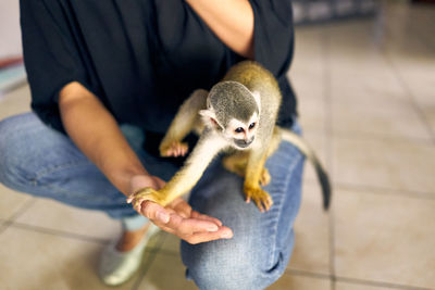 Low section of woman holding a monkey
