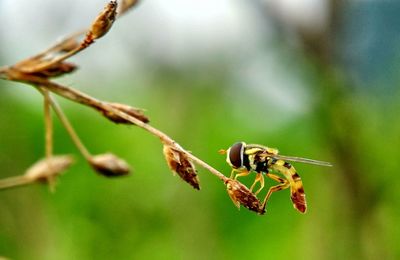 Close-up of insect on plant