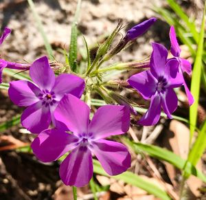 Close-up of purple flowers blooming outdoors