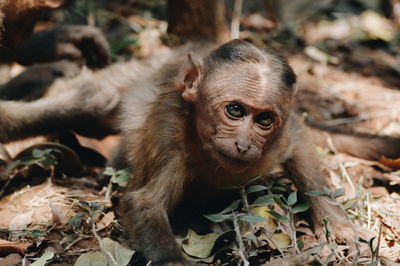 Close-up portrait of monkey on field