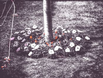 View of trees in field