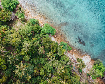 High angle view of trees by sea