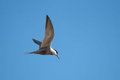 Common tern in flight, sterna hirundo or sea martin.