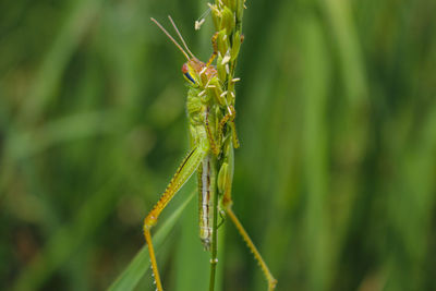  grasshopper and rice grasshopper the rice stalks green background