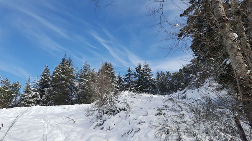 Trees against sky during winter