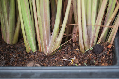 High angle view of dead plant on field