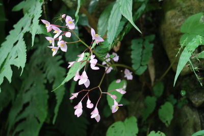Close-up of pink flowering plant