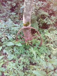 High angle view of plant growing on field