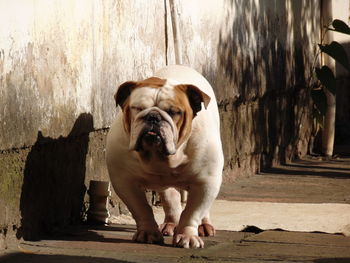 Portrait of dog looking away