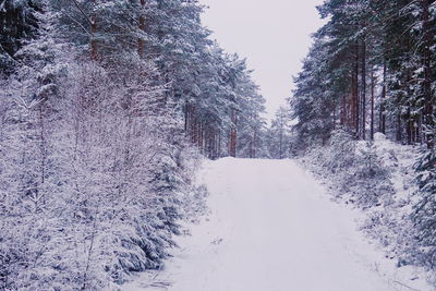 Snow covered trees in forest against sky