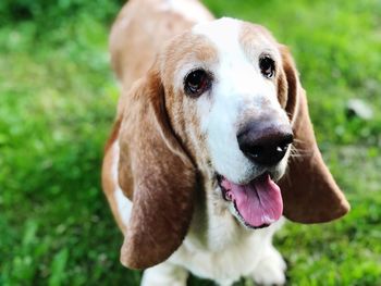 Close-up portrait of a dog