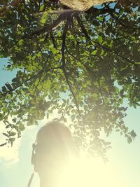 Low angle view of tree against sky on sunny day