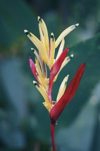 Close-up of red flower bud