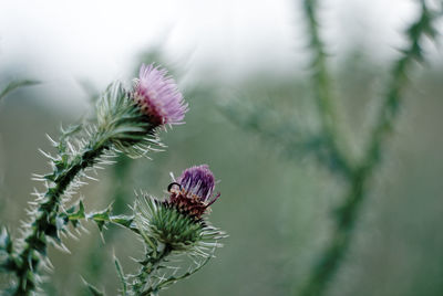 Close-up of thistle against blurred background