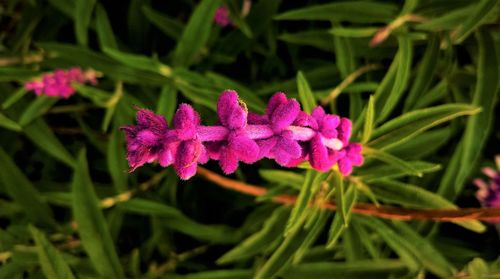 Close-up of flower blooming outdoors