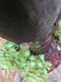 Close-up of lizard on leaf