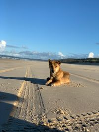 Australia dingo