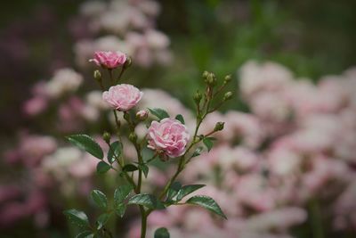 Close-up of pink flower