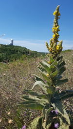 Scenic view of flowering plants on field against clear sky