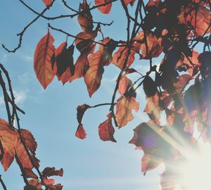 Low angle view of autumnal leaves against clear blue sky