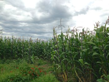 Scenic view of field against cloudy sky