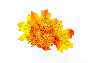 Close-up of yellow maple leaves on white background