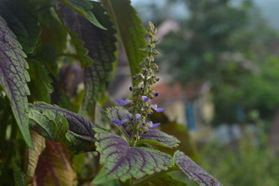 Close-up of purple flowering plant