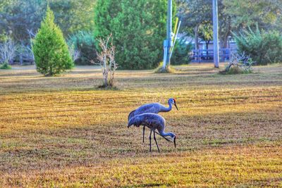 Birds on field against trees