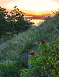 Red berries on field against trees during sunset