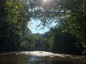 River amidst trees in forest