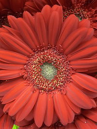 Close-up of red flower