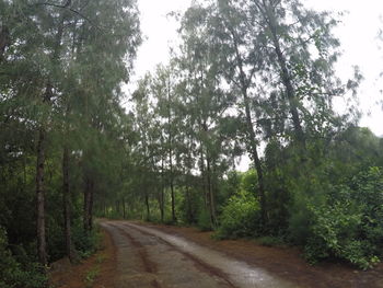 Empty road along trees