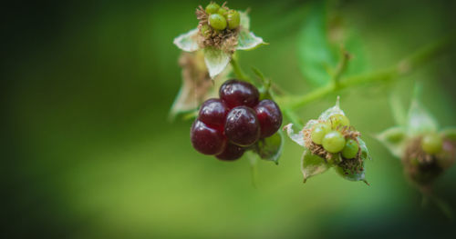 Close-up of berries growing on plant