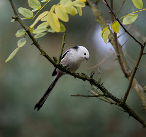 Bird perching on branch