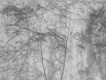 Full frame shot of bare trees in winter
