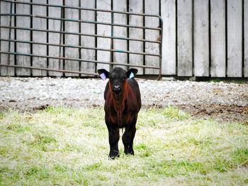 Portrait of horse standing on field