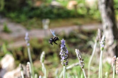 Close-up of bee pollinating on lavender