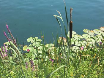 Close-up of plants against lake