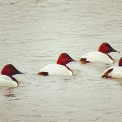 Swans swimming in lake