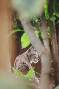 Cat looking away