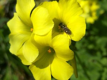 Close-up of yellow flower