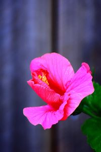 Close-up of pink hibiscus blooming outdoors