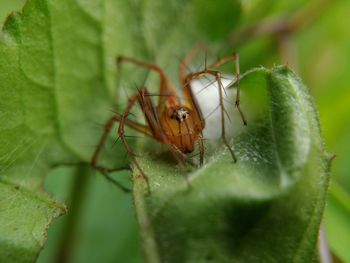 Close-up of insect on leaf