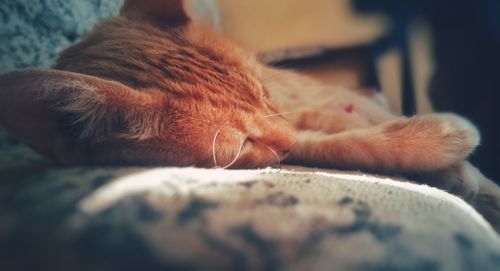 Close-up of cat sleeping