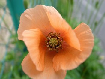 Close-up of orange flower