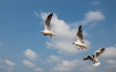 Seagulls flying on the beautiful clear sky, chasing after food that feed on them.