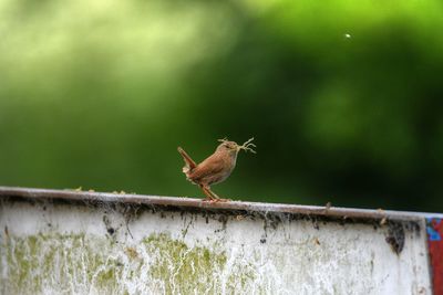 Bird perching on retaining wall